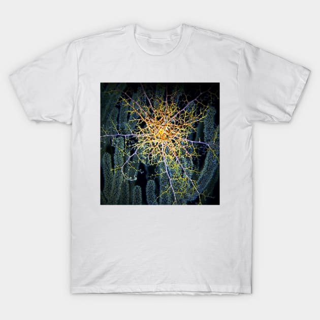 Giant Basket Sea Star on Coral Reef at Night T-Shirt by Scubagirlamy